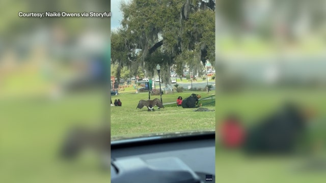 Goose caught on camera terrorizing Florida A&M University students on campus