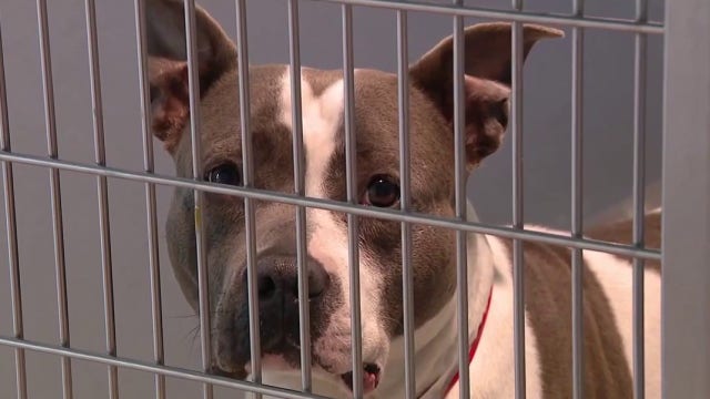 Humane Society of Tampa Bay at ‘critical capacity,’ urging community to adopt or foster larger dogs
