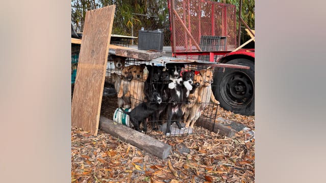 'We are exhausted’: Tampa rescue races to save accidental litter, begs community to foster