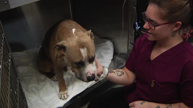 Bay Area veterinarians sound alarm on mental health crisis