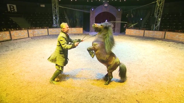 Largest equestrian arts show in North America comes to Tampa Bay