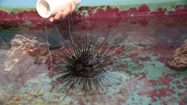 Researchers at Apollo Beach study sea urchins and coral to help restore Florida’s reefs