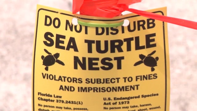 Country Thunder causing rumble on St. Pete Beach over turtle nesting season, permit still pending