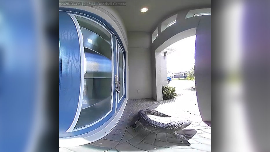 Land O' Lakes homeowner gets surprise visit from alligator at