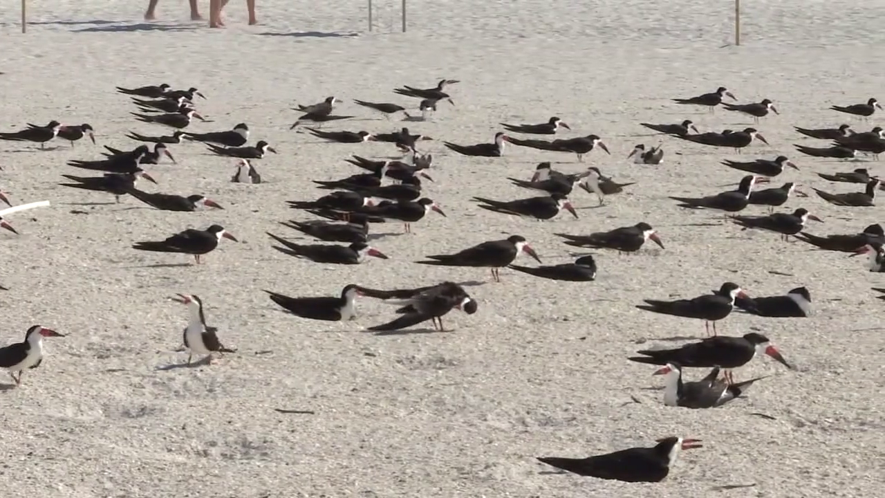 Mothballs found scattered at St. Pete Beach nesting site one week before protected birds arrive
