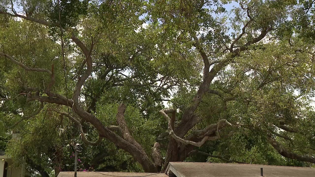 2024 hurricanes wiped out years of growth for Tampa’s tree canopy: Study