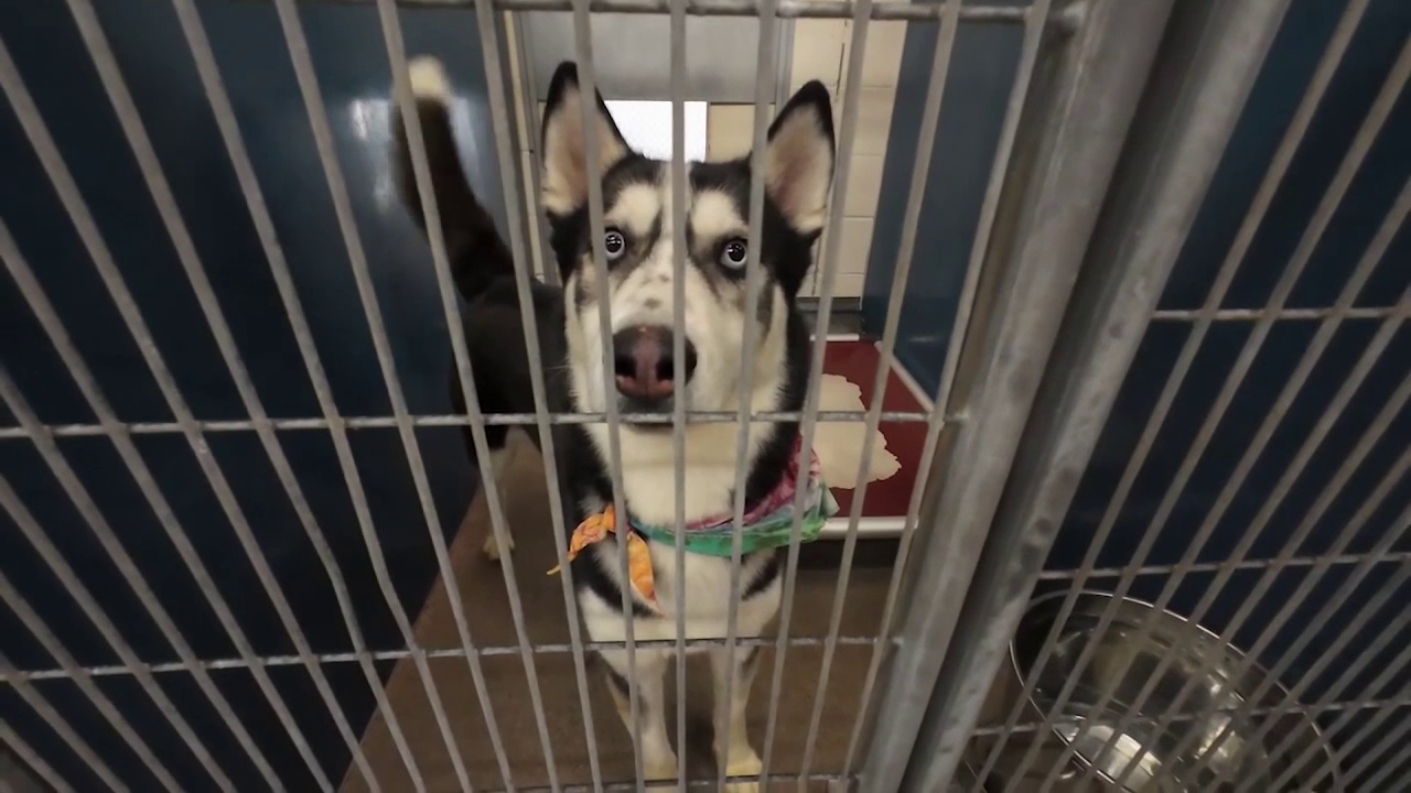 Tampa Bay shelter celebrates National Adopt a Shelter Pet Day with adoption specials