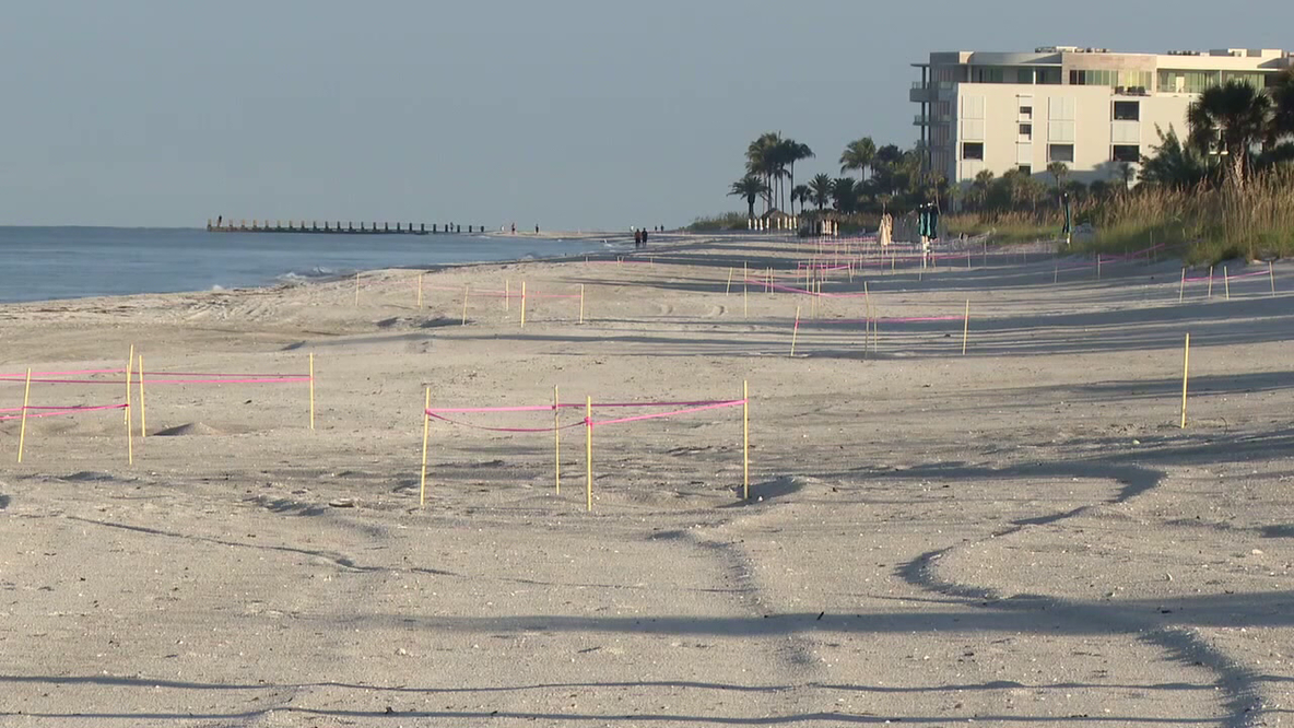 St. Pete Beach residents to protest issuing permits for concert planned during nesting season