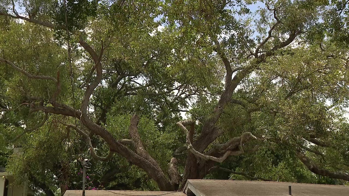 2024 hurricanes wiped out years of growth for Tampa’s tree canopy: Study