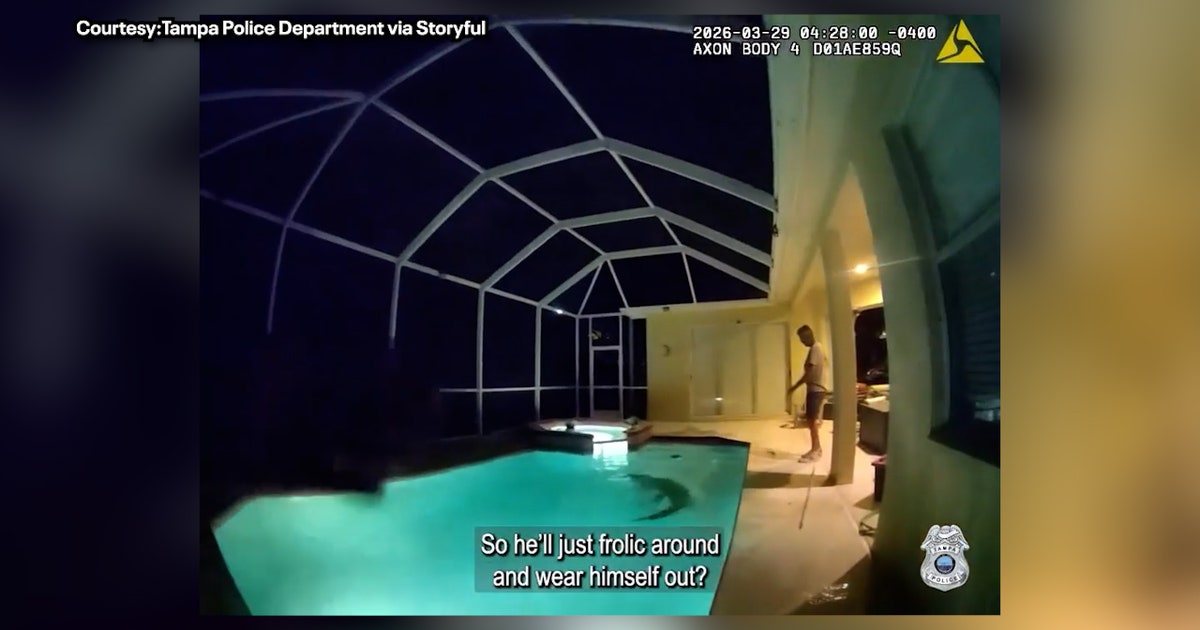 Florida alligator caught on camera enjoying early morning swim, Tampa trapper removes scaly suspect