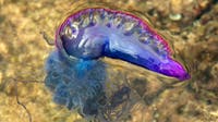 Spring sting: Portuguese man o' war returns to Gulf Coast beaches