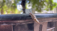 Look, but don’t touch! What to know about tussock moth caterpillars