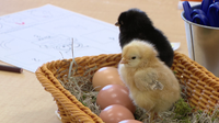 Tampa preschoolers use 'hands-on learning' quite literally during embryology project on chickens