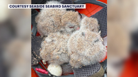 Seaside Seabird Sanctuary urges against tree trimming during spring, summer to protect nesting birds