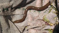 UF researchers warn of Asian swamp eels in Florida: Here’s how you can help