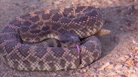 Bay Area venomous snakes: How to identify them as warmer weather approaches