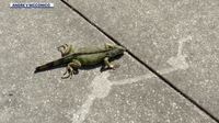 Tampa school librarian spots rare green iguana near campus: 'I just froze'