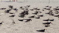 Mothballs found scattered at St. Pete Beach nesting site one week before protected birds arrive