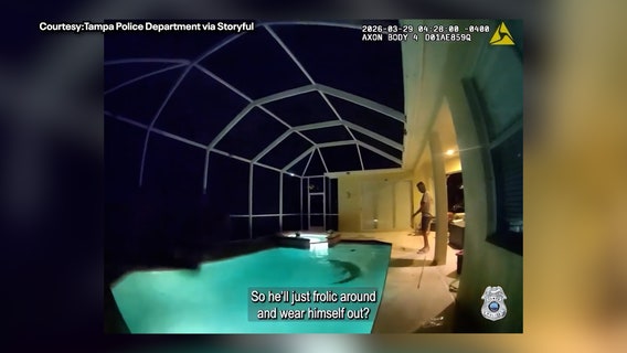 Florida alligator caught on camera enjoying early morning swim, Tampa trapper removes scaly suspect