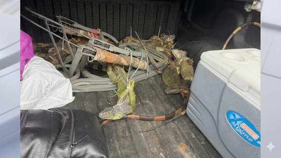 Polk County driver arrested, caught with 13 live iguanas tied up in truck: FHP