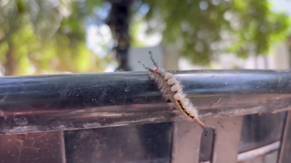 Look, but don’t touch! What to know about tussock moth caterpillars