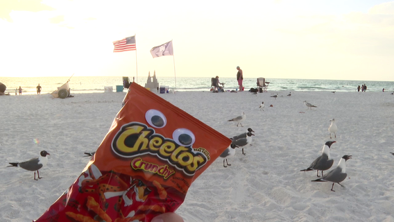 Florida seagull experiment: Do googly eyes really keep birds away from food?
