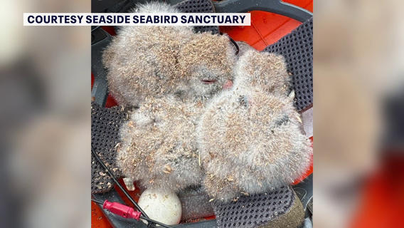 Seaside Seabird Sanctuary urges against tree trimming during spring, summer to protect nesting birds