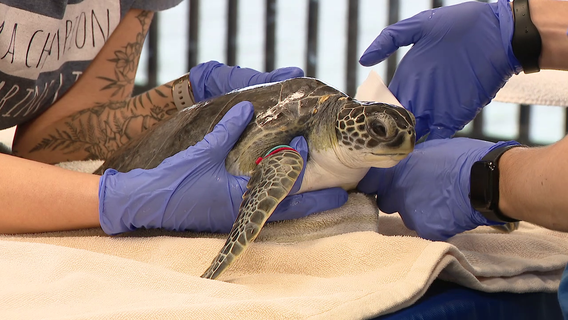 Florida Aquarium rehabs 21 turtles as nesting season returns to state beaches