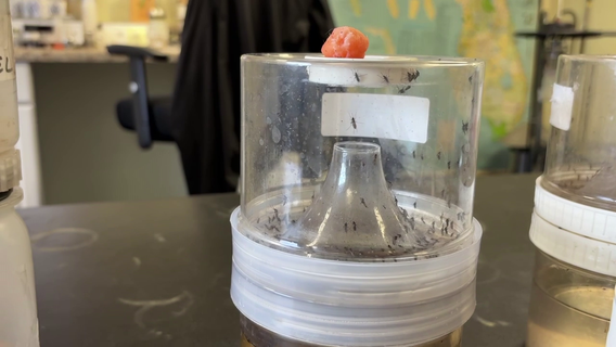 Florida mosquito advice: How Pinellas County monitors and fights outbreaks ahead of rainy season