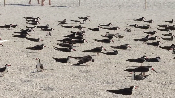 Mothballs found scattered at St. Pete Beach nesting site one week before protected birds arrive