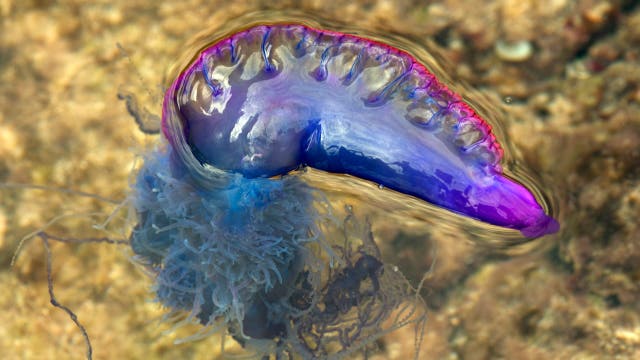 Spring sting: Portuguese man o' war returns to Gulf Coast beaches