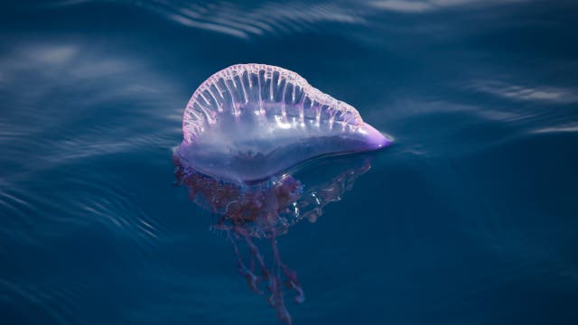 Spring sting: Portuguese man o' war returns to Gulf Coast beaches