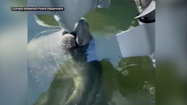 Bradenton manatee caught on camera getting drink from police marine unit vessel
