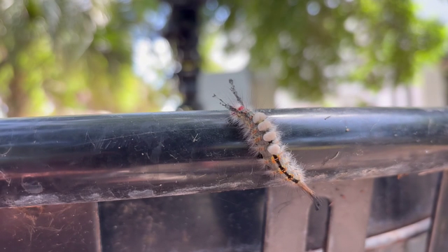 Look, but don’t touch! What to know about tussock moth caterpillars