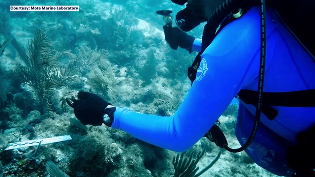 Caribbean king crabs take on Florida coral reef restoration: 'It's been a long time coming'