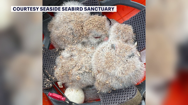 Seaside Seabird Sanctuary urges against tree trimming during spring, summer to protect nesting birds