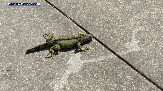 Tampa school librarian spots rare green iguana near campus: 'I just froze'