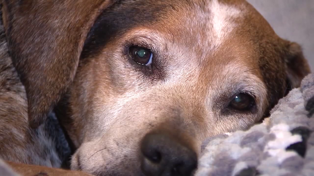 Florida family warns of AI scam targeting owners of missing pets