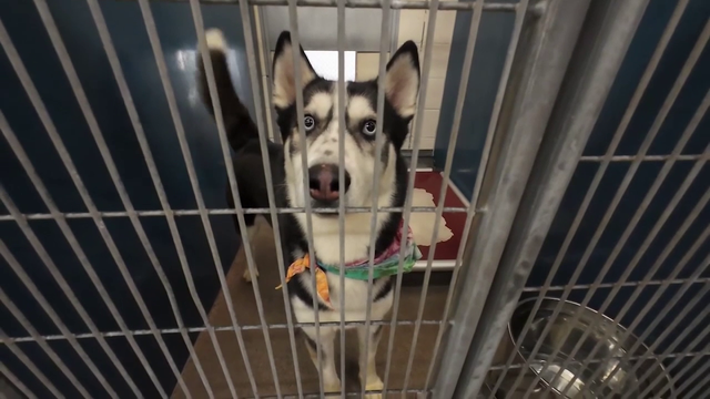 Tampa Bay shelter celebrates National Adopt a Shelter Pet Day with adoption specials