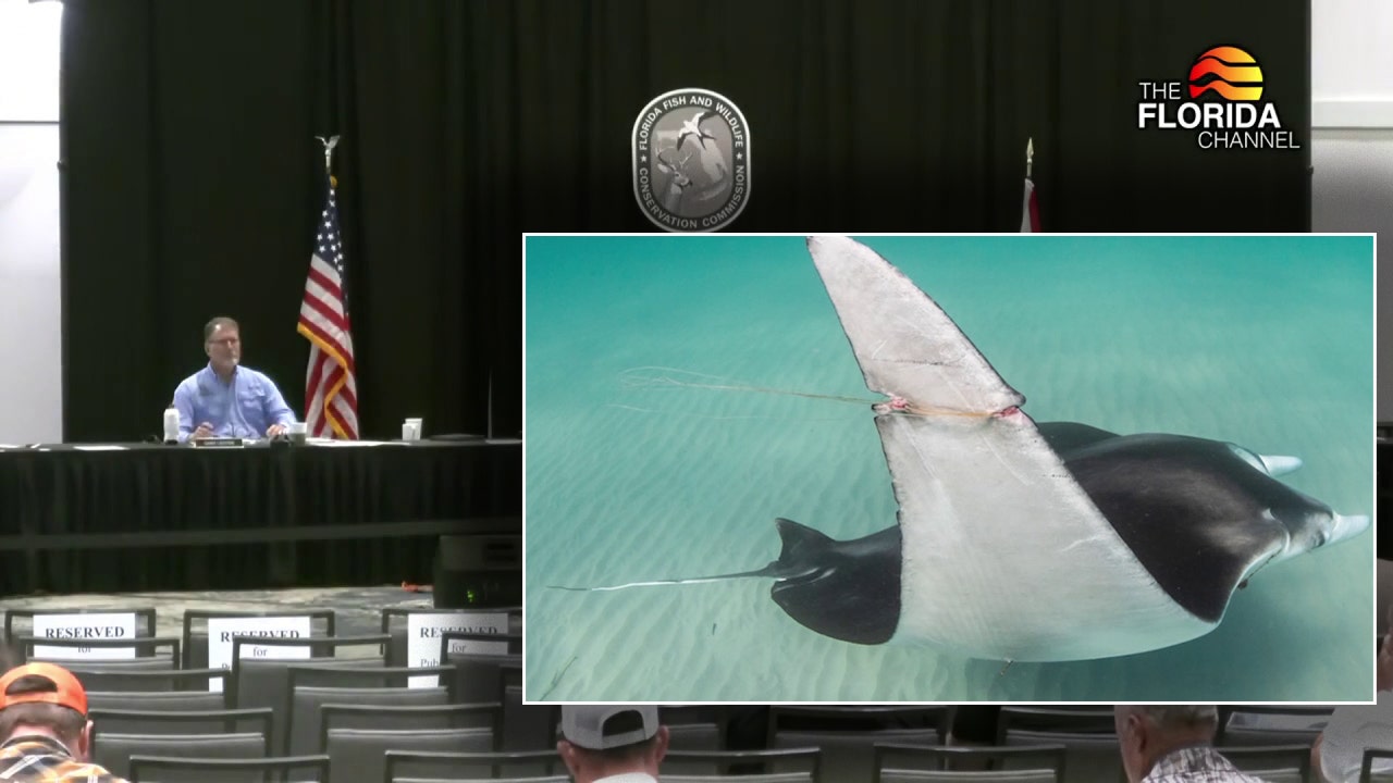 FWC approves new restrictions on giant manta ray captures in Florida after viral video sparks public outcry