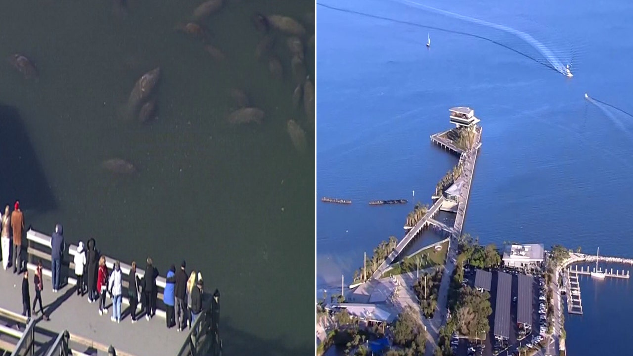 TECO Manatee Viewing Center and St. Pete Pier compete in USA Today's best free attraction contest