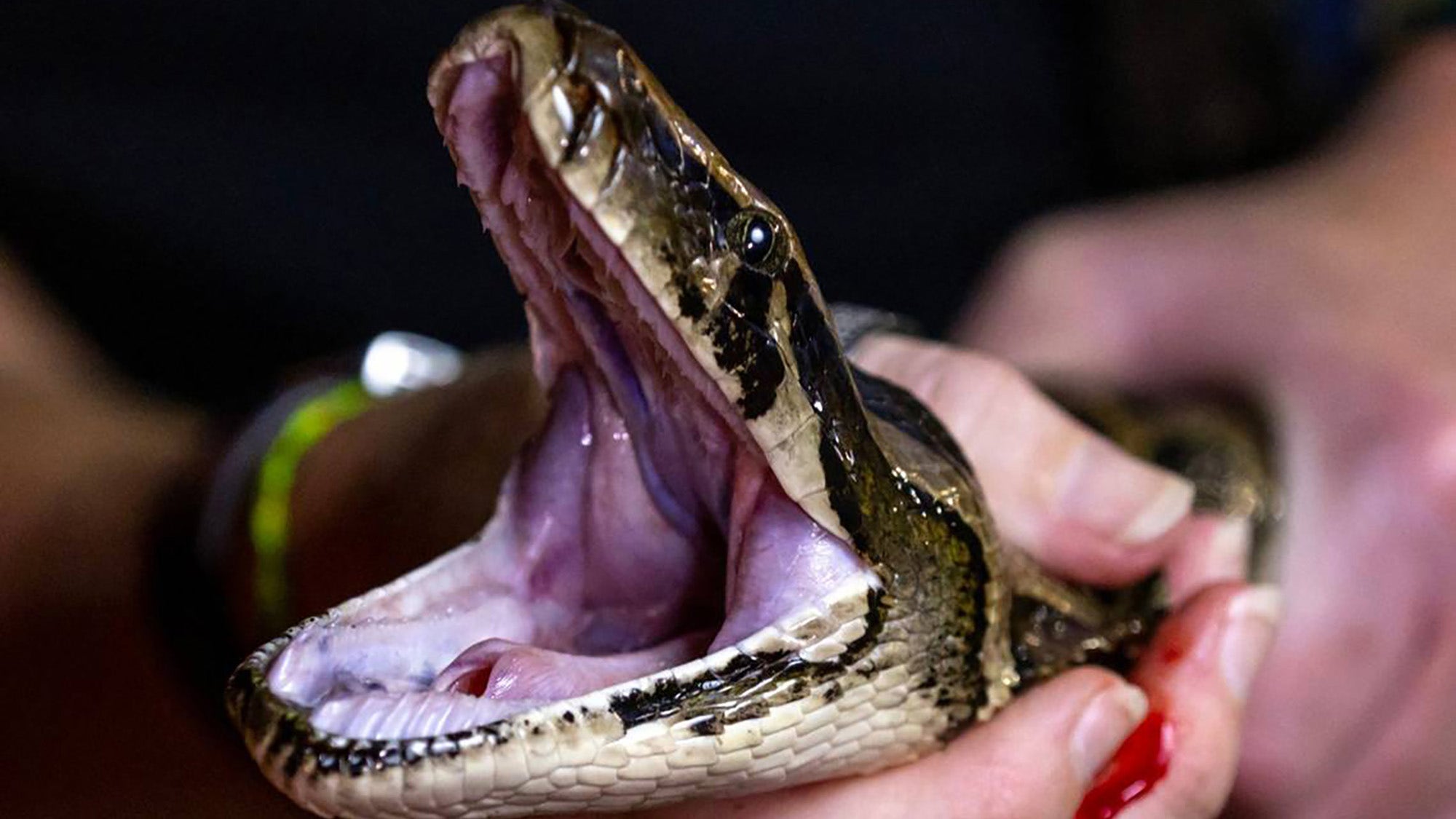 2026 Florida Python Challenge registration begins