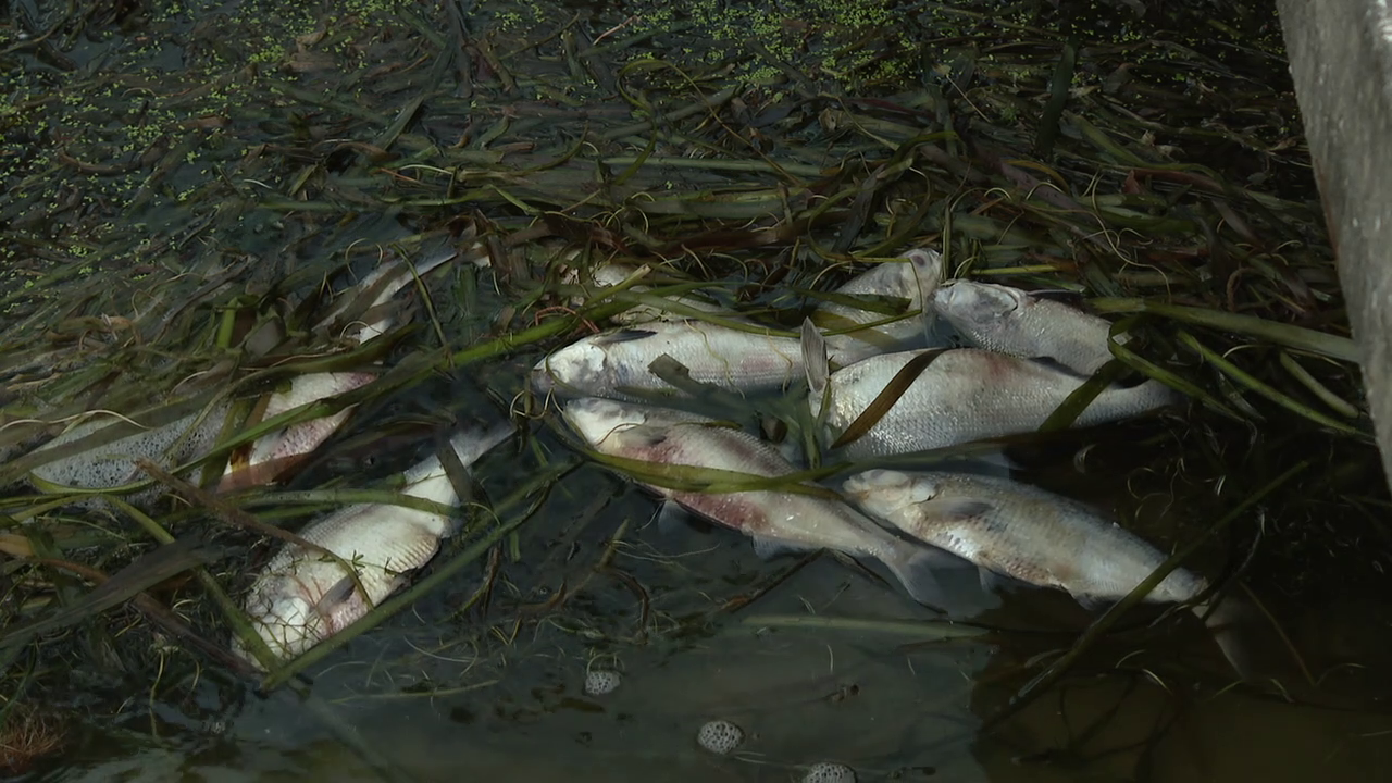 FWC investigating after hundreds of dead fish found in Lakeland's Lake Hollinsworth