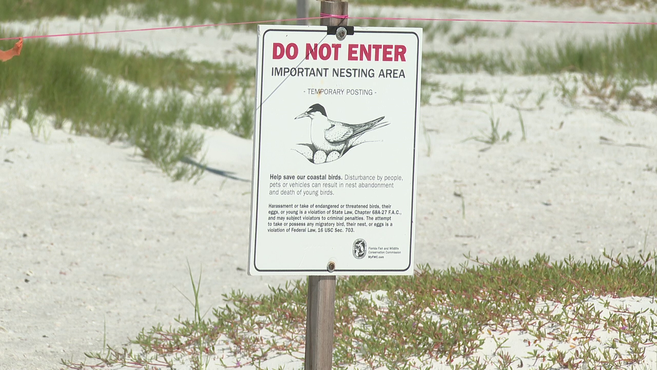 The Memorial Day Weekend is coinciding with the nesting season of a threatened shorebird