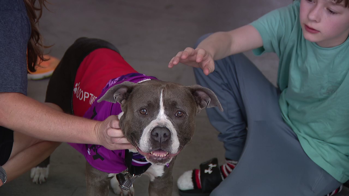 Fire trucks, free ice cream, and forever homes: first 'Heroes and Hounds' event held Saturday