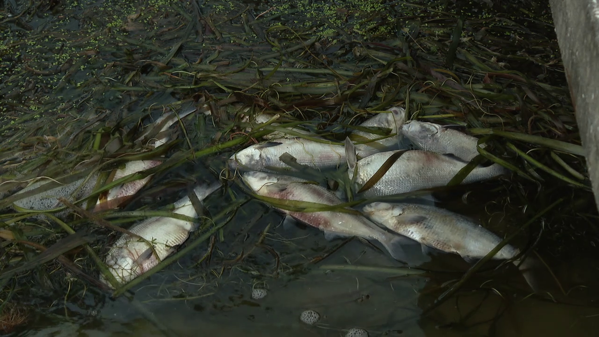 FWC investigating after hundreds of dead fish found in Lakeland's Lake Hollingsworth