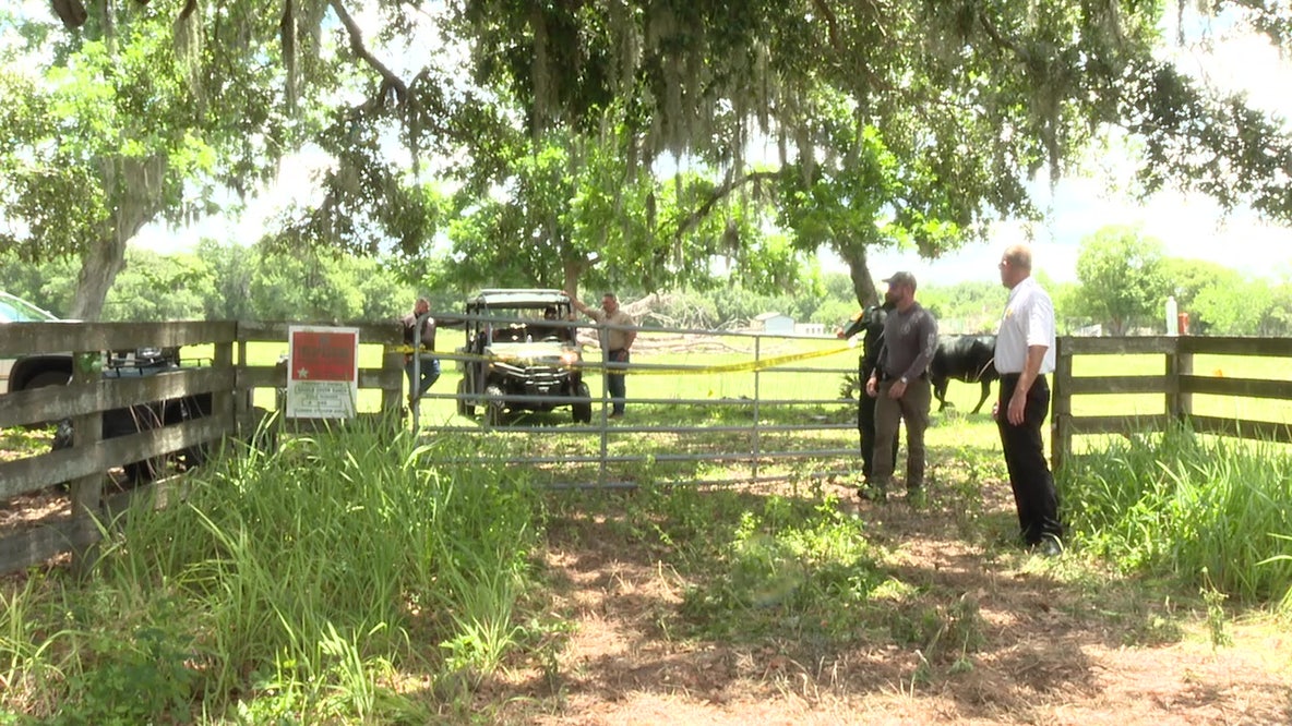 Bones found by children in Lakeland cow pasture identified: Grady Judd