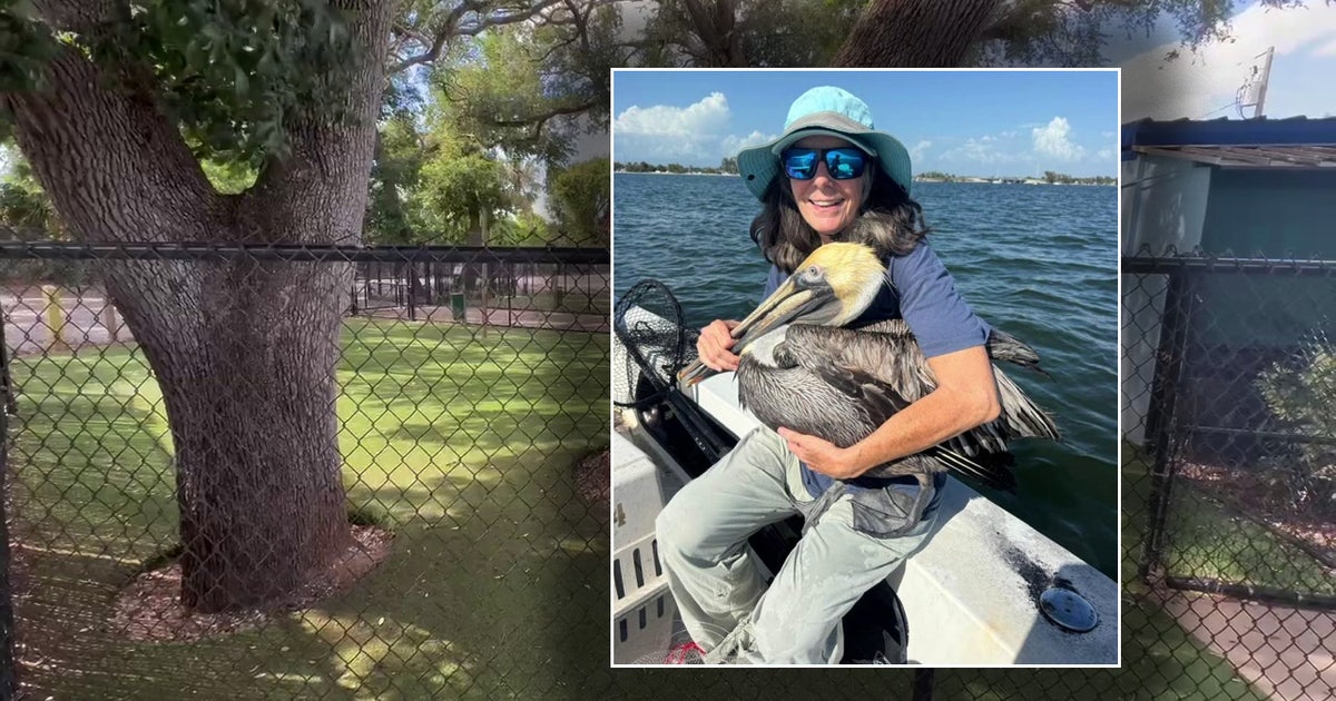 Nonprofit to transform former Manatee County Animal Services site into seabird rehab campus