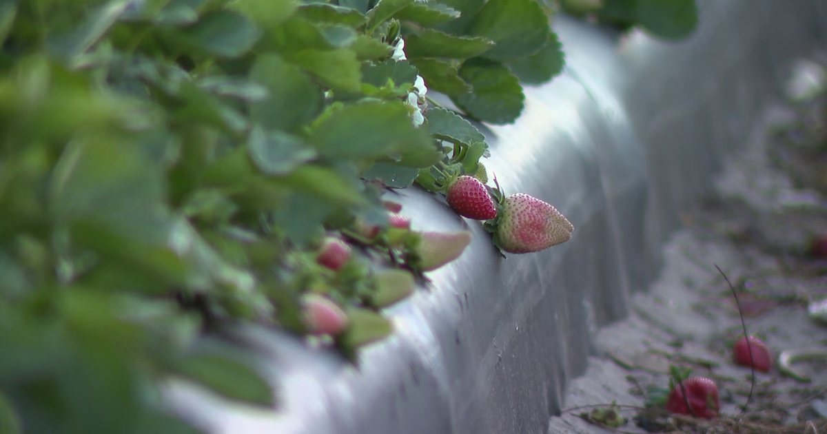 UF researchers warn 4 Bay Area counties could face highest strawberry disease risk from predicted El Niño