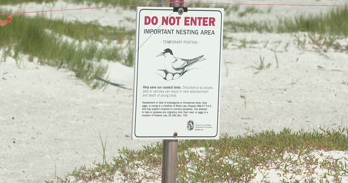 Memorial Day weekend is coinciding with nesting season of threatened shorebird